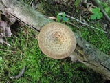Polyporus tuberaster image