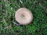 Polyporus tuberaster image