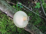 Polyporus tuberaster image