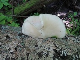 Pleurotus populinus image
