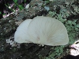 Pleurotus populinus image