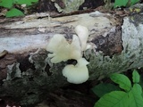 Pleurotus populinus image