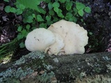 Pleurotus populinus image