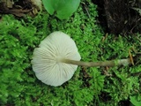 Mycena galericulata image