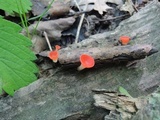 Sarcoscypha occidentalis image