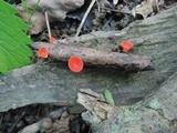 Sarcoscypha occidentalis image