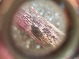 Lophiostoma caulium image