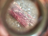 Lophiostoma caulium image