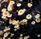 Xeromphalina kauffmanii image