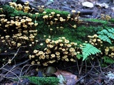 Xeromphalina kauffmanii image