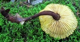 Xeromphalina tenuipes image