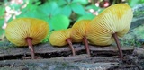 Xeromphalina tenuipes image