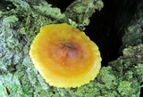Xeromphalina tenuipes image