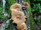 Panus lecomtei image