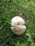 Pluteus petasatus image