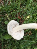 Pluteus petasatus image