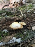 Kuehneromyces lignicola image