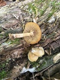 Kuehneromyces lignicola image