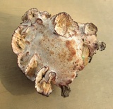 Abortiporus biennis image