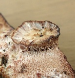 Abortiporus biennis image