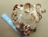 Abortiporus biennis image