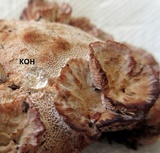 Abortiporus biennis image