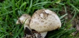 Leucoagaricus amanitoides image