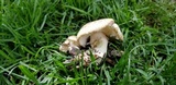 Leucoagaricus amanitoides image