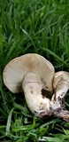 Leucoagaricus amanitoides image