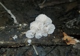 Hemimycena candida image