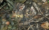 Sphaerobolus stellatus image
