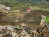 Pluteus longistriatus image
