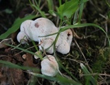 Abortiporus biennis image