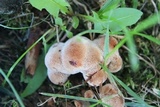 Abortiporus biennis image