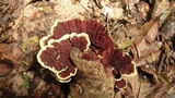 Earliella scabrosa image