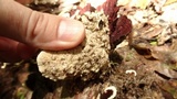 Earliella scabrosa image
