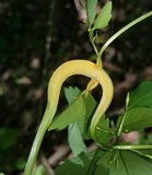 Puccinia komarovii image