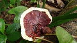 Earliella scabrosa image