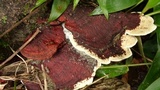 Earliella scabrosa image
