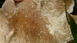 Earliella scabrosa image