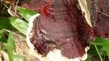 Earliella scabrosa image