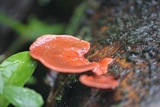 Earliella scabrosa image
