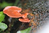 Earliella scabrosa image