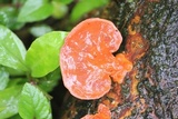 Earliella scabrosa image