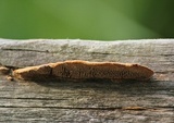 Gloeophyllum sepiarium image
