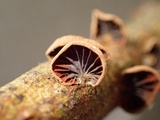 Anthracophyllum lateritium image