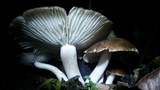 Megacollybia rodmanii image