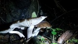 Megacollybia rodmanii image