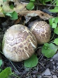 Agaricus deardorffensis image