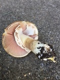 Agaricus deardorffensis image
